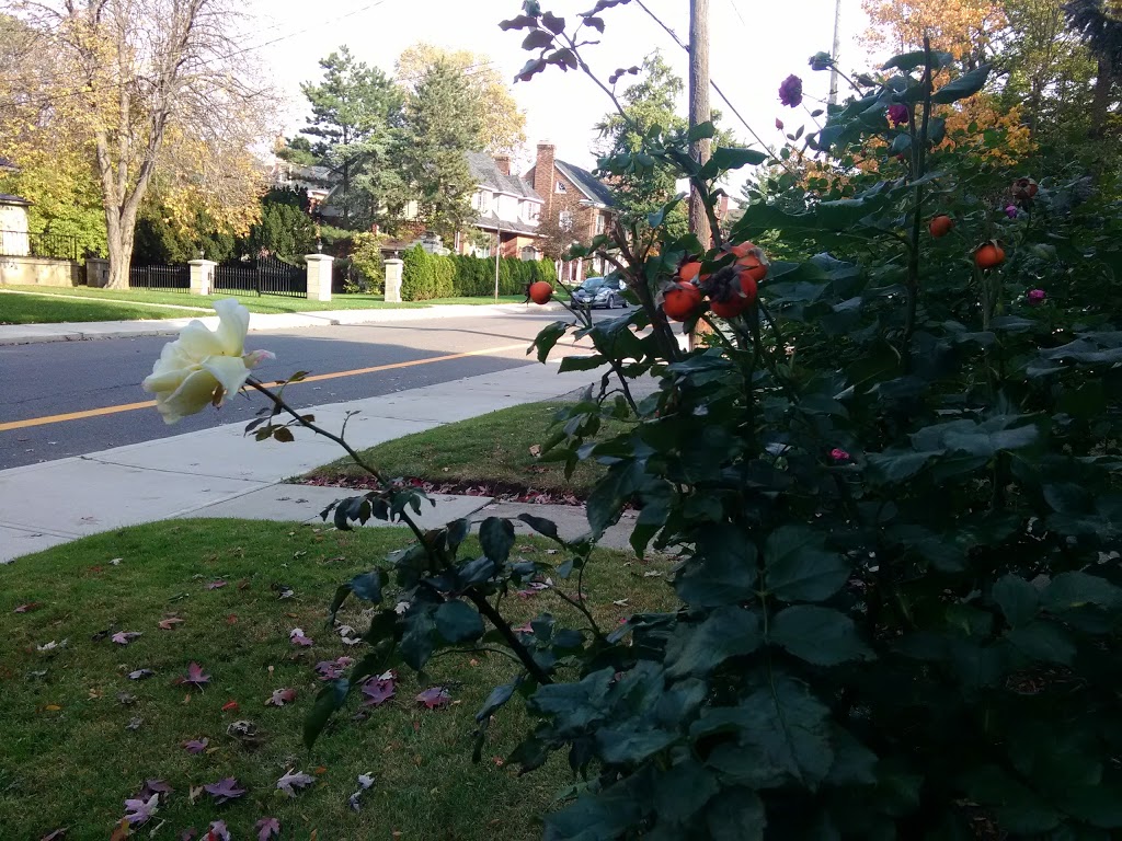 Durand Park | 250 Park St S, Hamilton, ON L8P 3G3, Canada