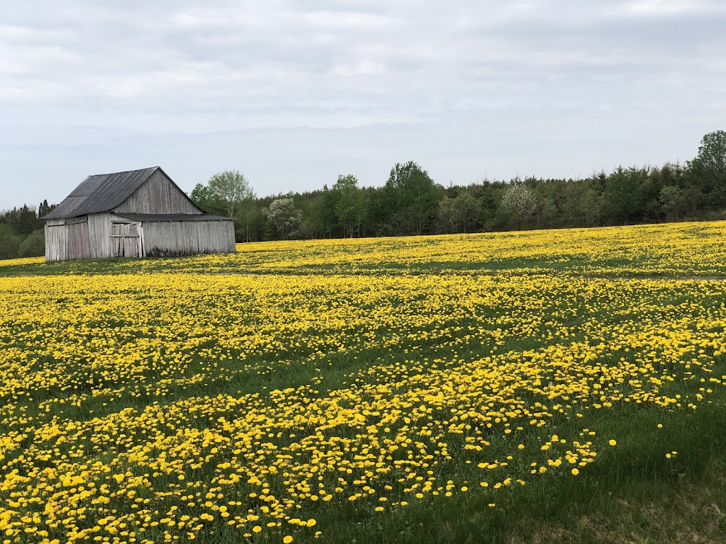 Municipalite de Saint-Nazaire | 61A Rue Principale, Saint-Nazaire-de-Dorchester, QC G0R 3T0, Canada | Phone: (418) 642-1305