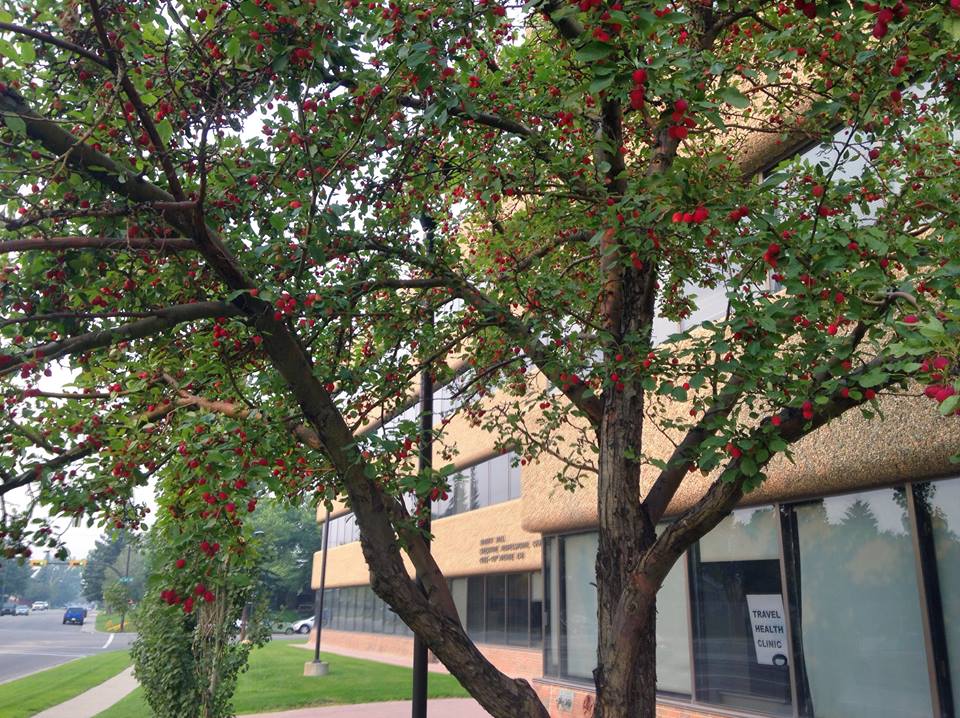 Odyssey Travel & Tropical Medicine Clinic | 3715 51 St SW, Calgary, AB T3E 6V2, Canada | Phone: (403) 210-4770