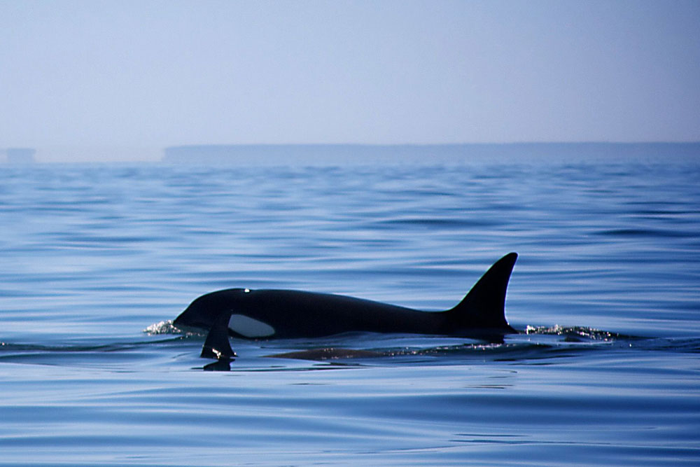 Spirit of the West Adventures | 1313 Cramer Rd, Heriot Bay, BC V0P 1H0, Canada | Phone: (250) 285-2121