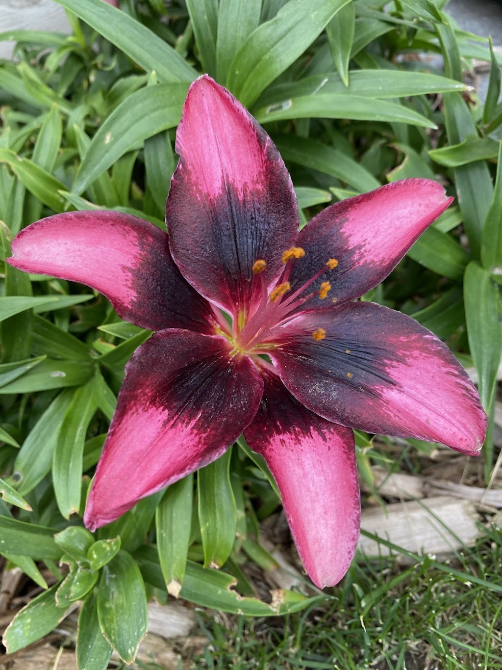 Blue Grass Nursery, Sod & Garden Centre - Edmonton | 21515 103 Ave NW, Edmonton, AB T5S 2C4, Canada | Phone: (587) 635-4727