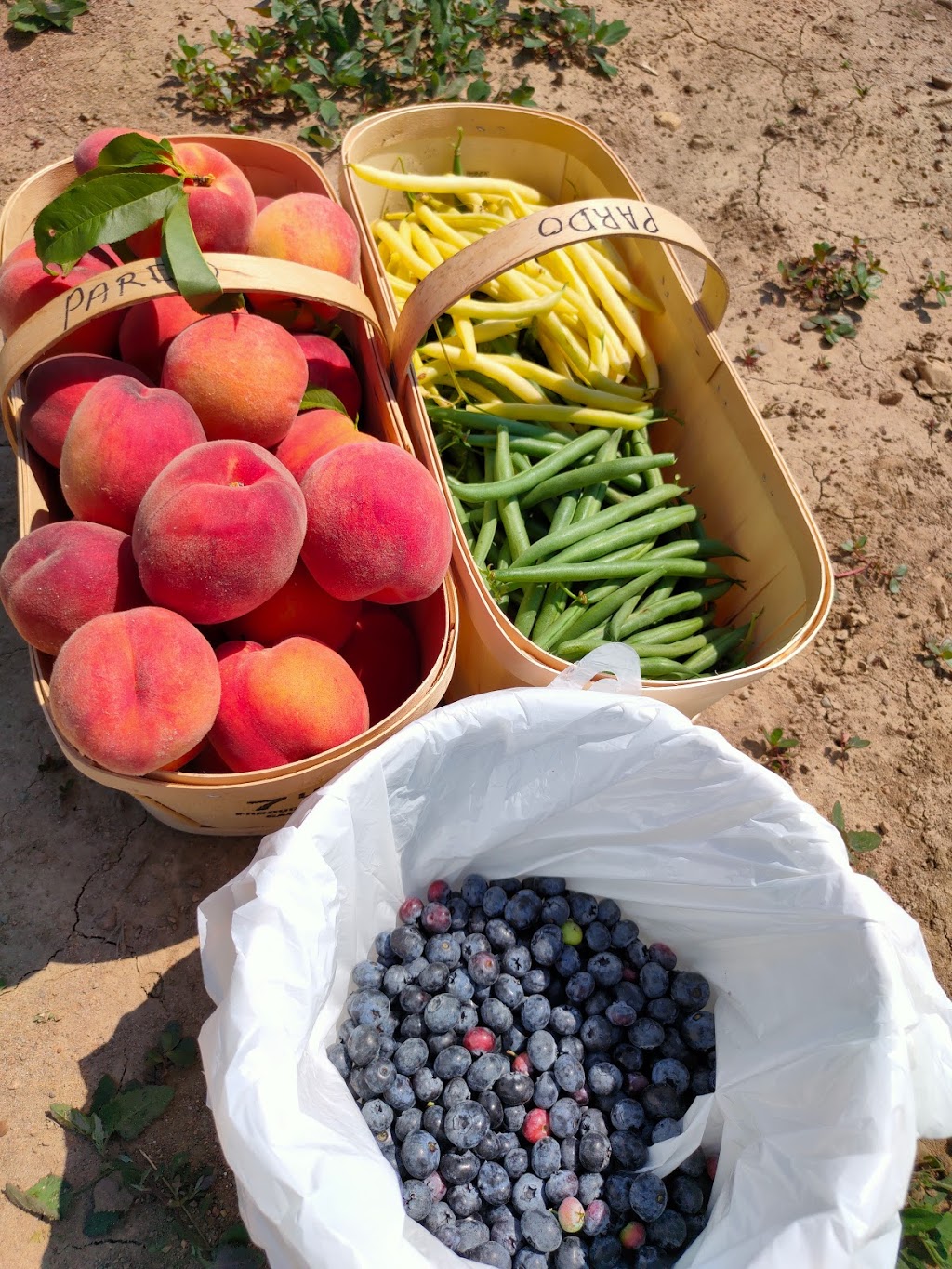 Pardos Berrie Farm | 7951 Talbot Trail, Blenheim, ON N0P 1A0, Canada | Phone: (519) 676-2008