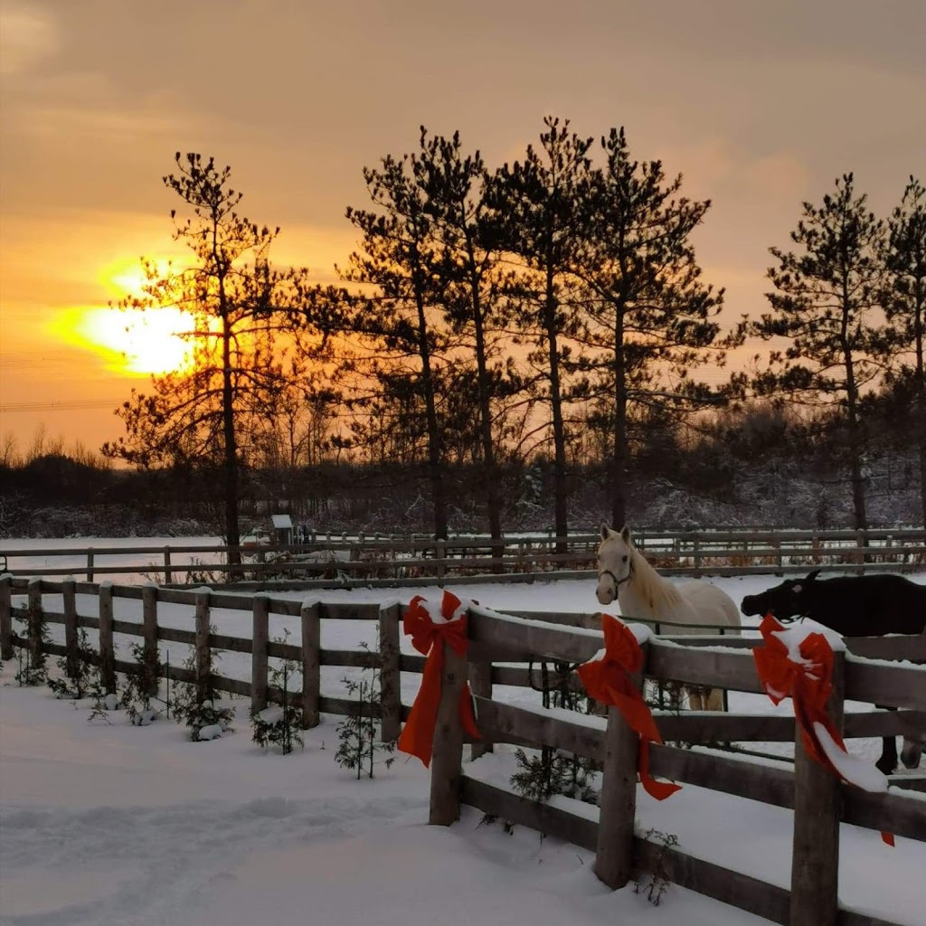 Charlie Hill Equine | 6090 Fourth Line, Orton, ON L0N 1N0, Canada | Phone: (519) 362-4914