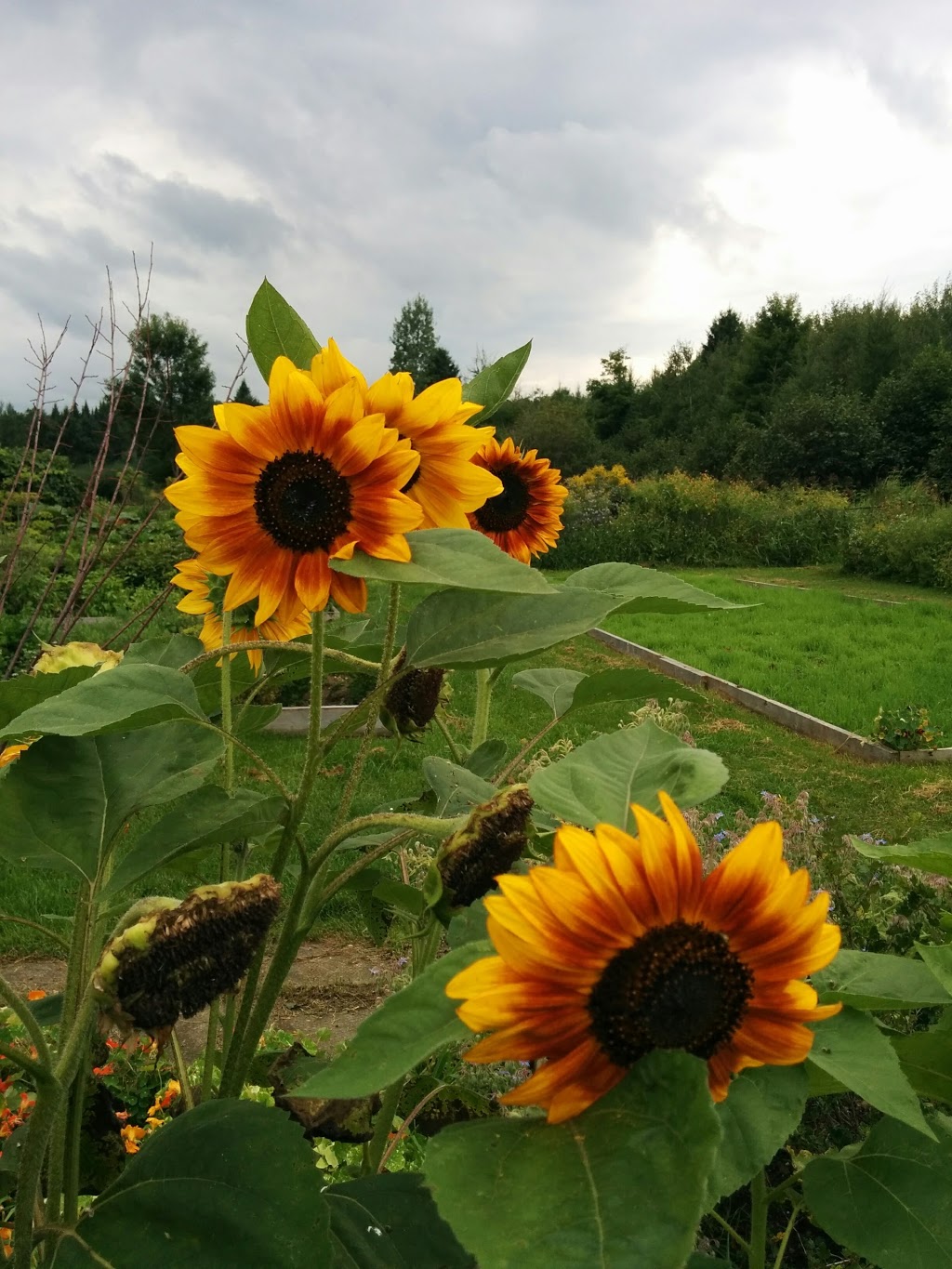 Runaway Creek Farm | 5 Chemin Thomson E, Arundel, QC J0T 1A0, Canada | Phone: (819) 687-3884