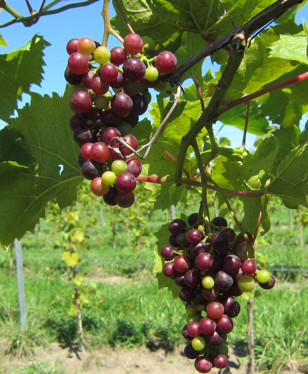 Vignoble Domaine des 3 fûts | 980 Rang Watkins, Drummondville, QC J2B 6V2, Canada | Phone: (819) 857-0143