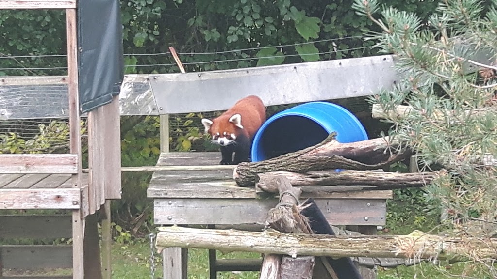 Red Panda Exhibit | 2000 Meadowvale Rd, Scarborough, ON M1B 5K7, Canada | Phone: (416) 392-5929