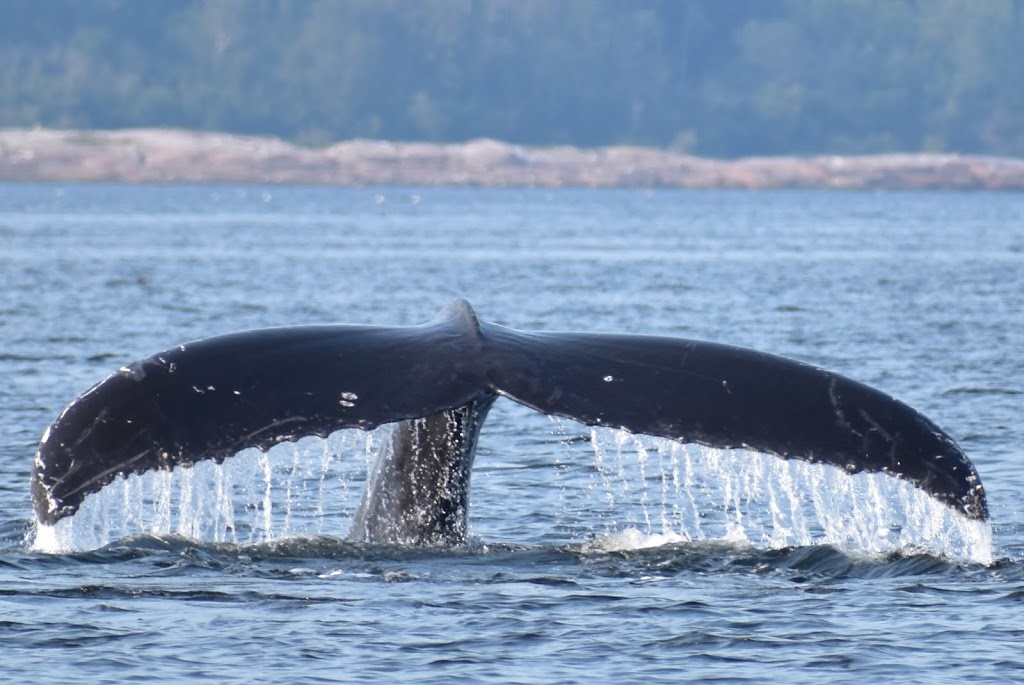 Croisières Baleines Neptune Escoumins | 50 route 138, jonction, Rue des Pilotes, Les Escoumins, QC G0T 1K0, Canada | Phone: (418) 233-4343