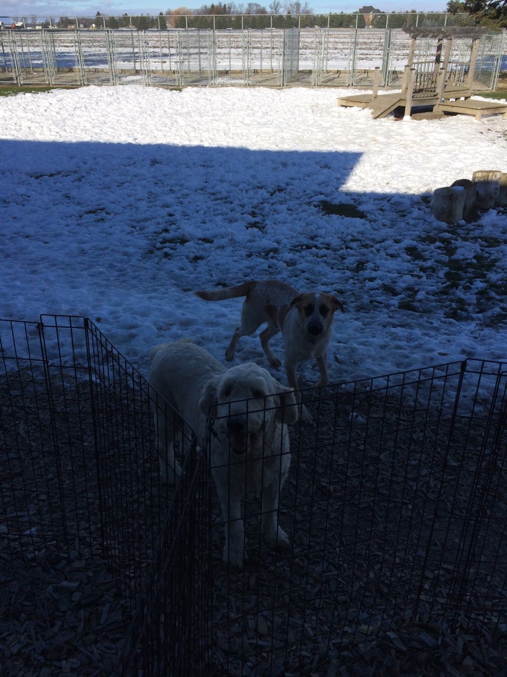 Adelaide Barks Dog Daycare and Boarding | 23550 Highbury Ave N, London, ON N0M 1P0, Canada | Phone: (519) 854-1214