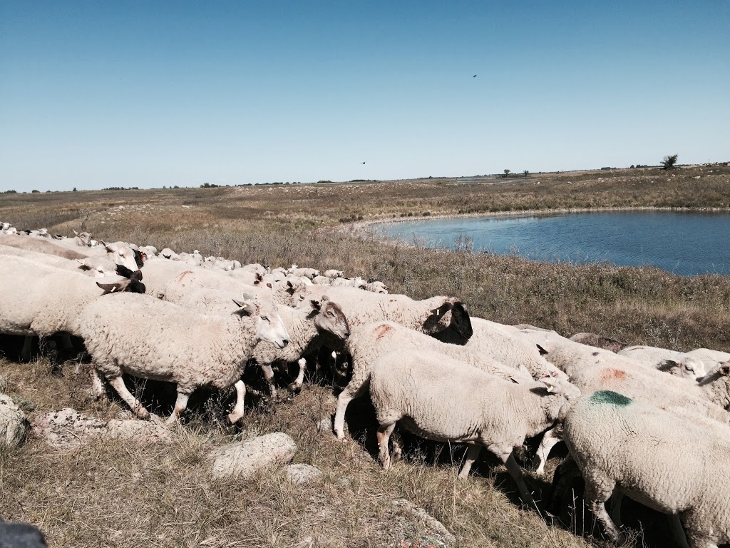 Northeast Swale | Range Rd 3050, Saskatoon, SK S7S 1L9, Canada | Phone: (306) 665-6887