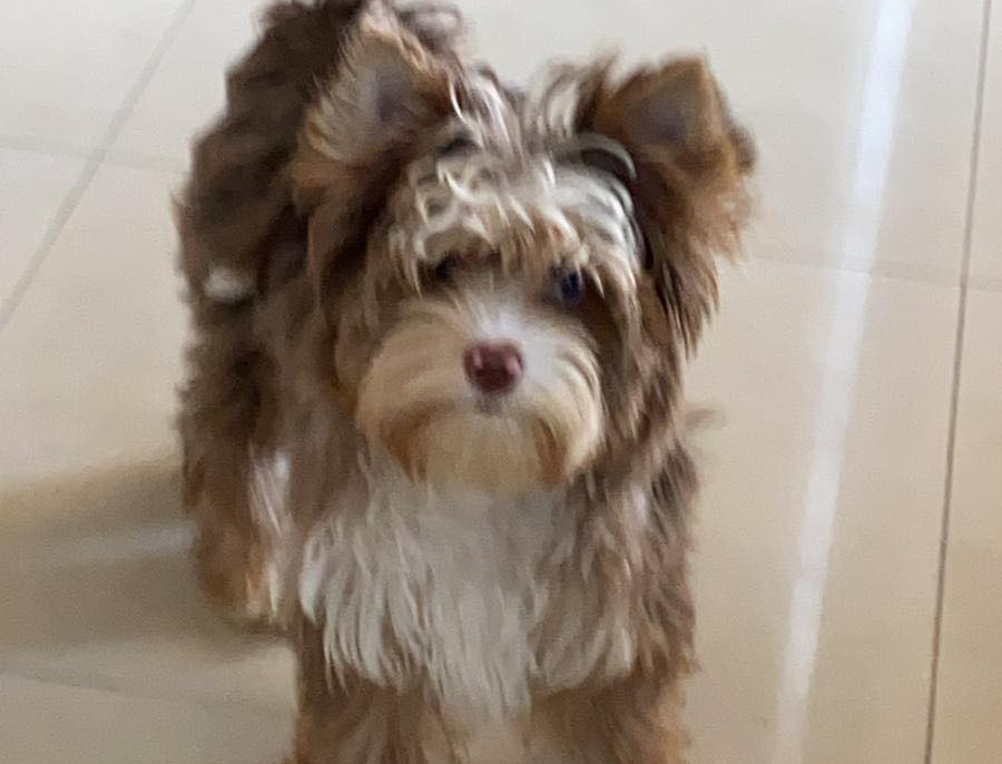 my lovely yorky | 273 Québec 116, Dosquet, QC G0S 1H0, Canada | Phone: (418) 728-0076