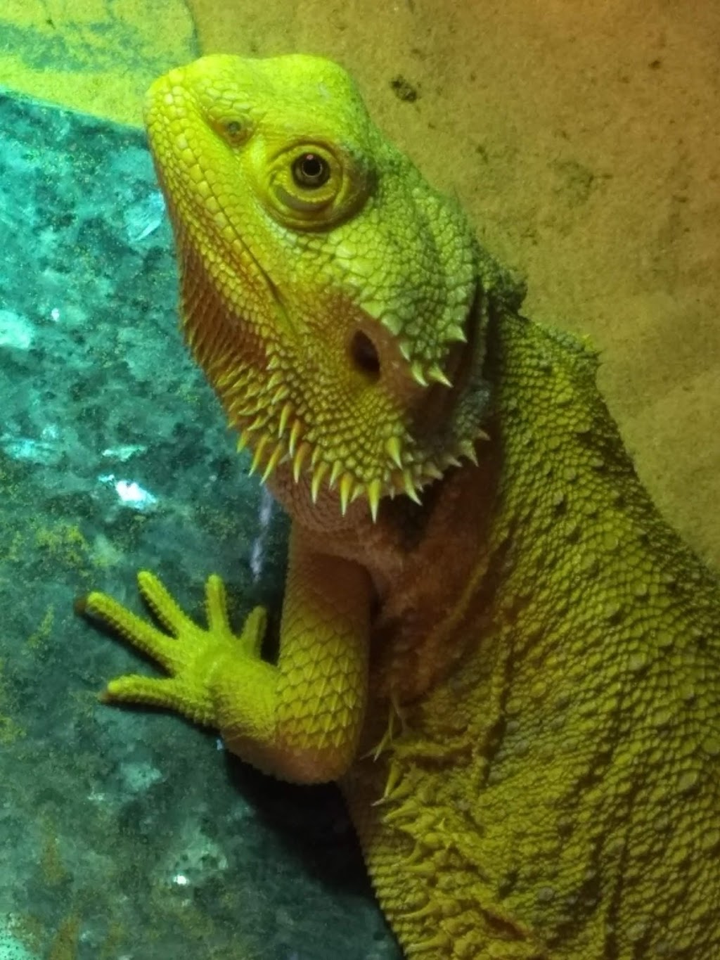 Niagara Exotics | 150 Hartzel Rd, St. Catharines, ON L2P 1N9, Canada | Phone: (905) 984-8657