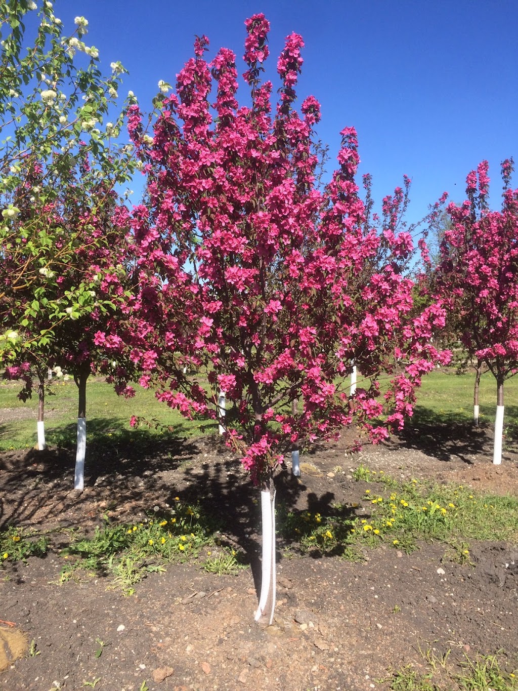Waynes Tree Moving Inc | 73025 Kirkness Rd, Selkirk, MB R1A 2A8, Canada | Phone: (204) 757-2996