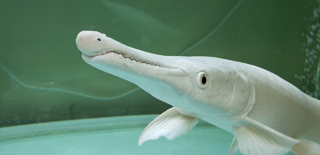 Magical Aquarium Club | 1911 Kennedy Rd unit 108, Scarborough, ON M1P 2L9, Canada | Phone: (416) 297-0010