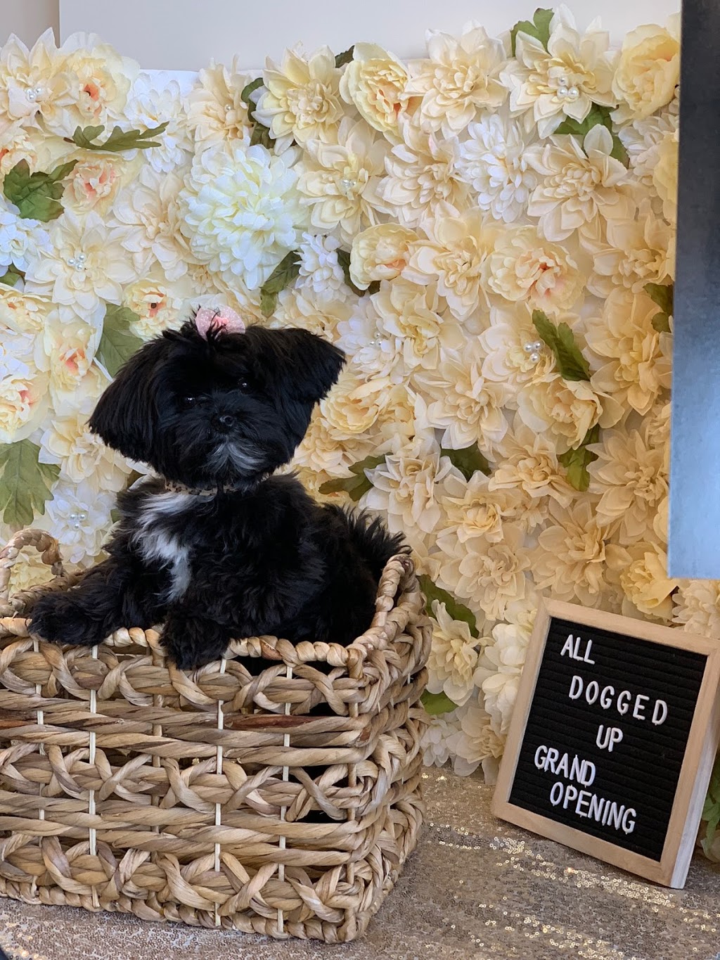 All Dogged Up Grooming & Pet Spa | 1700 King Rd #43, King City, ON L7B 0N1, Canada | Phone: (905) 539-2083