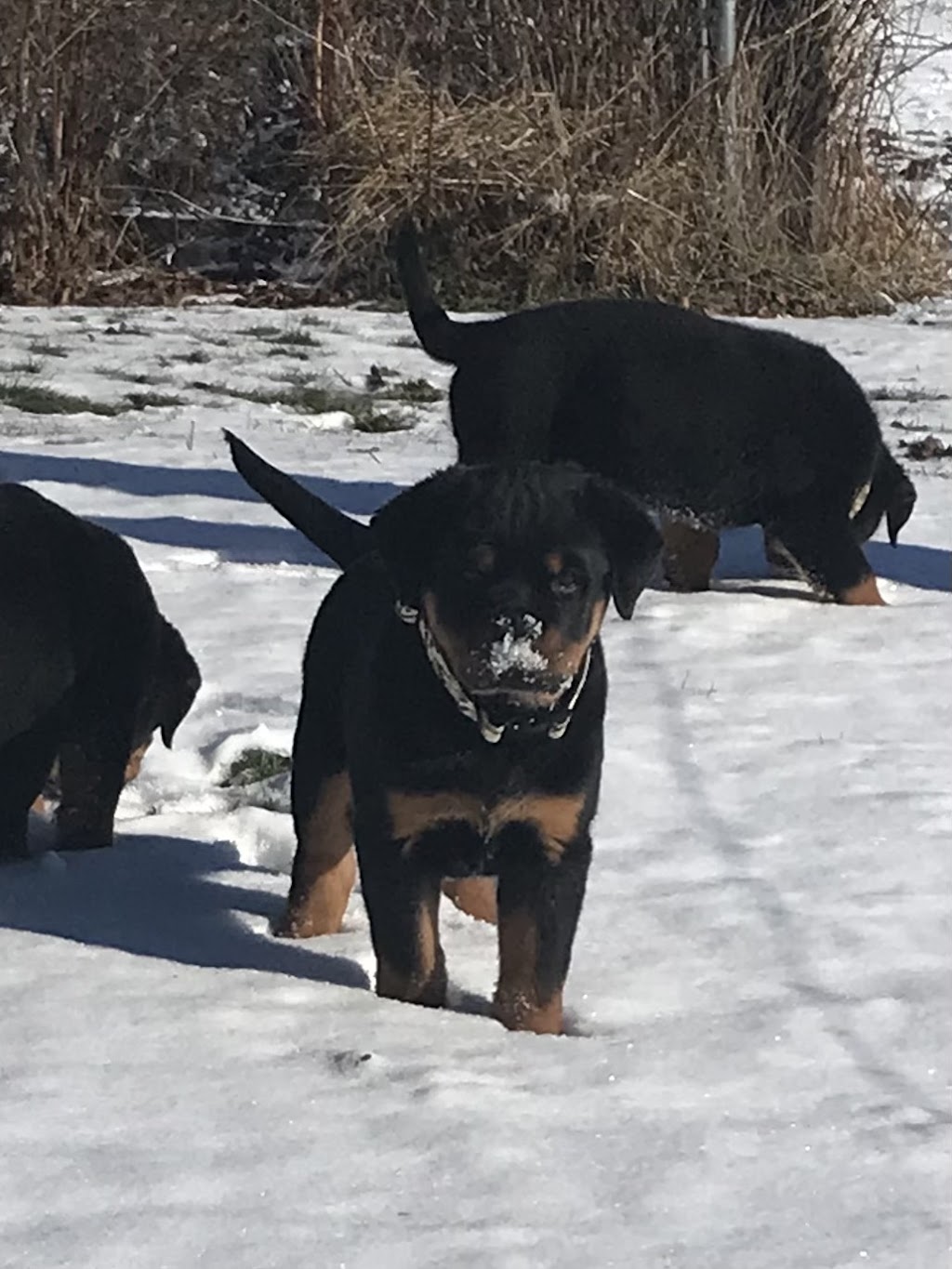 Colossal Onyx Rottweilers | 4956 Fifth Line, Erin, ON N0B 1T0, Canada | Phone: (519) 827-6620