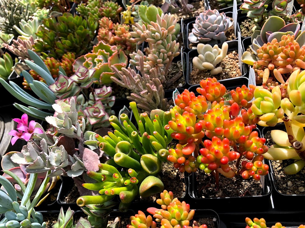 Western Independent Greenhouse: WIG Garden Centre | 6151 Thorne Ave, Burnaby, BC V3N 2T8, Canada | Phone: (604) 521-3138