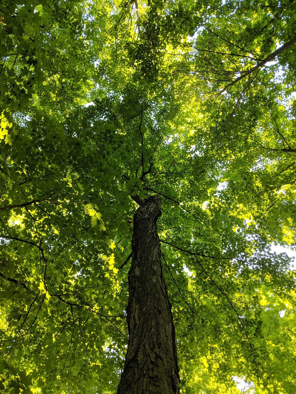 Nepean Woods | 370 Cresthaven Dr, Nepean, ON K2G 6Z6, Canada