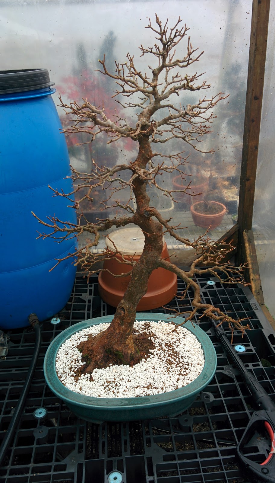 Bonsai Enr (Les) | 570 3e Rang O, Saint-Joachim-de-Shefford, QC J0E 2G0, Canada | Phone: (450) 539-3681