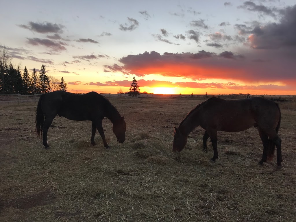 Double T Ranch | Box 213, QuAppelle, SK S0G 4A0, Canada | Phone: (306) 535-5649