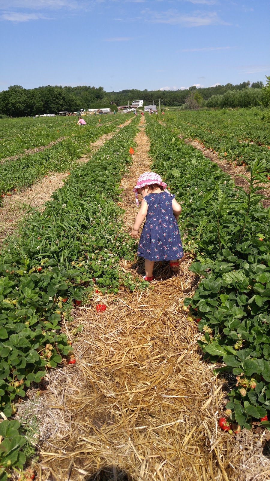 Ferme Horticole Gagnon | 8600 Chemin Sainte-Marguerite, Trois-Rivières, QC G9A 5C9, Canada | Phone: (819) 377-2360