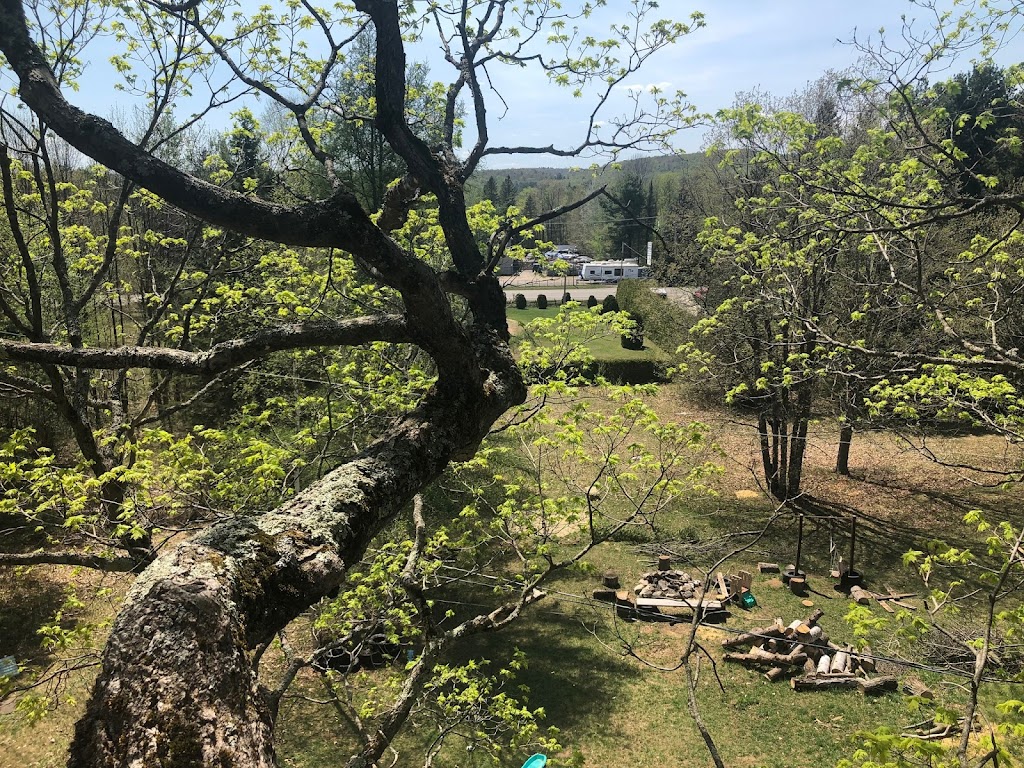 arboriculture nootka | 2815 chemin des laurentides, Sainte-Julienne, QC J0K 2T0, Canada | Phone: (579) 960-3070