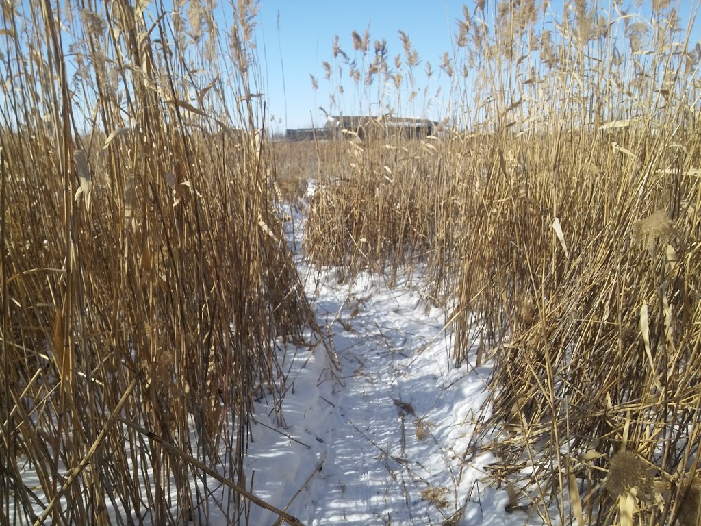 Delta Marsh Bird Observatory | Rockwood, MB R0C 3A0, Canada