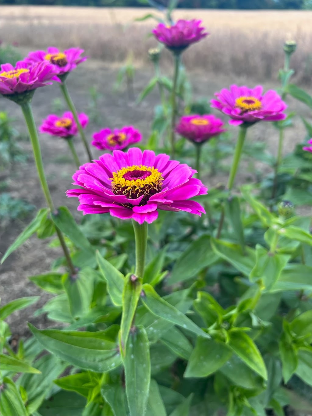 Blooms Away Farm | 6045 10 Line, Erin, ON N0B 1T0, Canada | Phone: (519) 938-0352