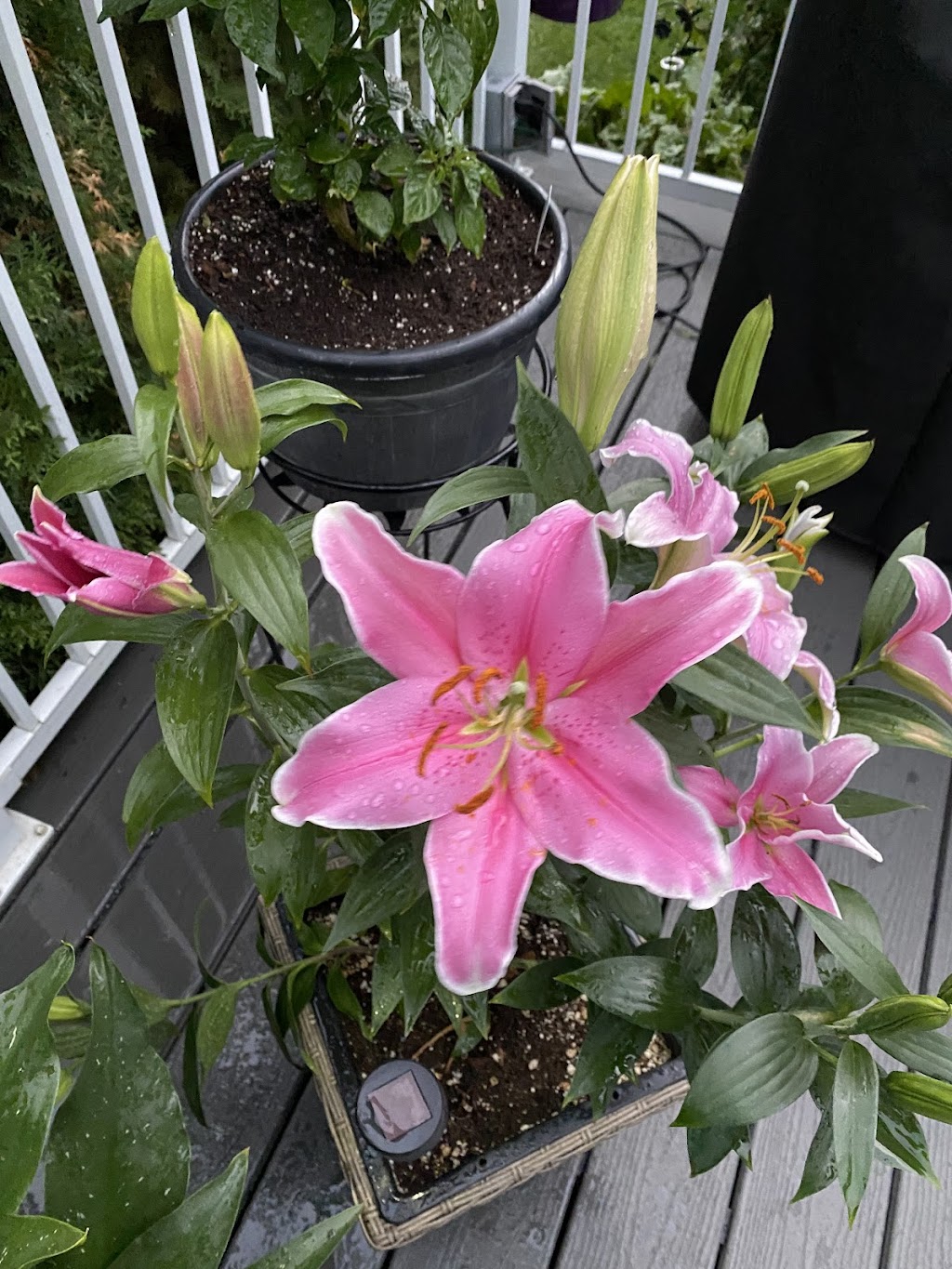 Blue Grass Nursery, Sod & Garden Centre - Edmonton | 21515 103 Ave NW, Edmonton, AB T5S 2C4, Canada | Phone: (587) 635-4727