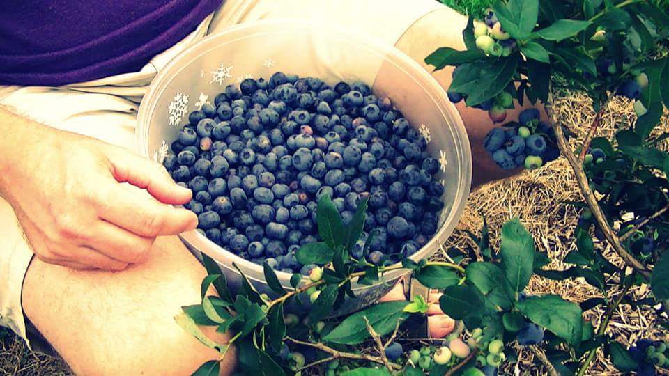 Le Repaire Bleu Fruité | 350 Chem. de Valléville, Saint-Vallier, QC G0R 4J0, Canada | Phone: (418) 884-3367