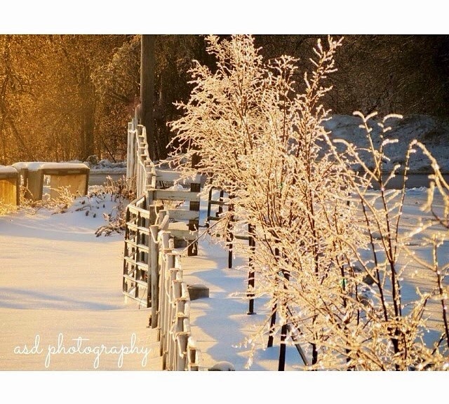 Springfield Stables Riding Academy | 7143 Ashburn Rd, Whitby, ON L1M 1L6, Canada | Phone: (905) 655-4280