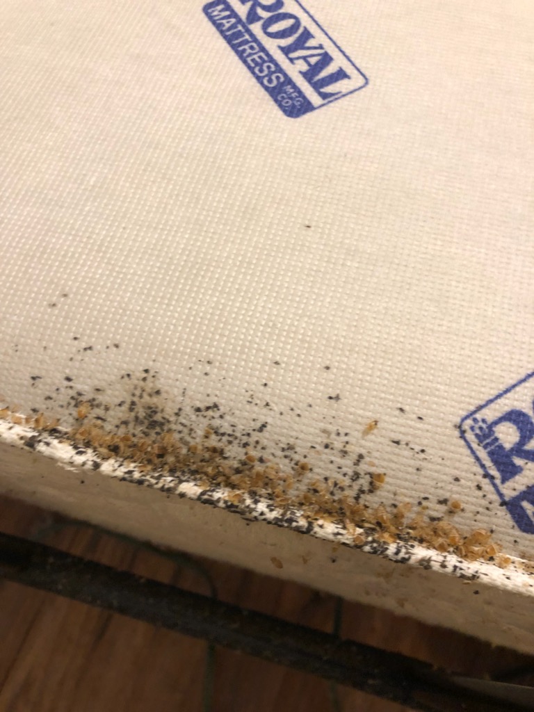 Canadian Pest Solutions | 40 Azar Ave, Tilbury, ON N0P 2L0, Canada | Phone: (866) 256-8693