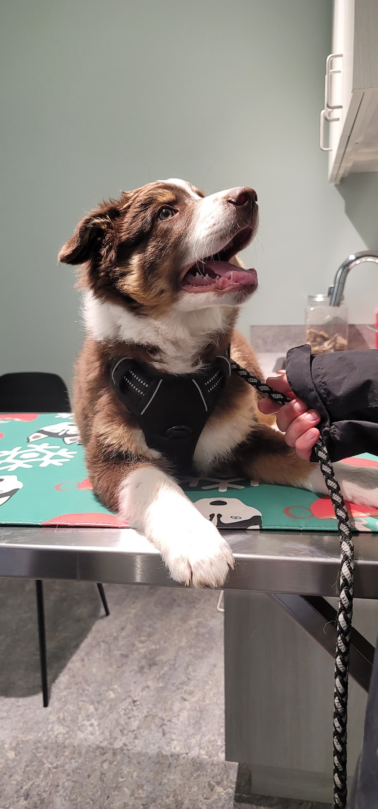 River Path Veterinary Clinic | 50 Fireside Gate #4106, Cochrane, AB T4C 2P3, Canada | Phone: (403) 981-0051