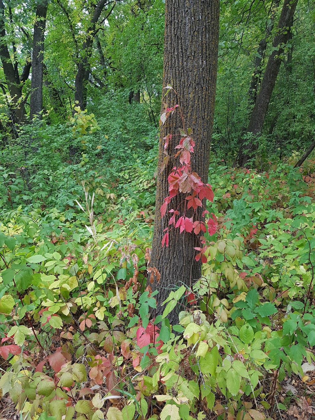 Henteleff Park | 1964 St Marys Rd, Winnipeg, MB R2N 4G8, Canada