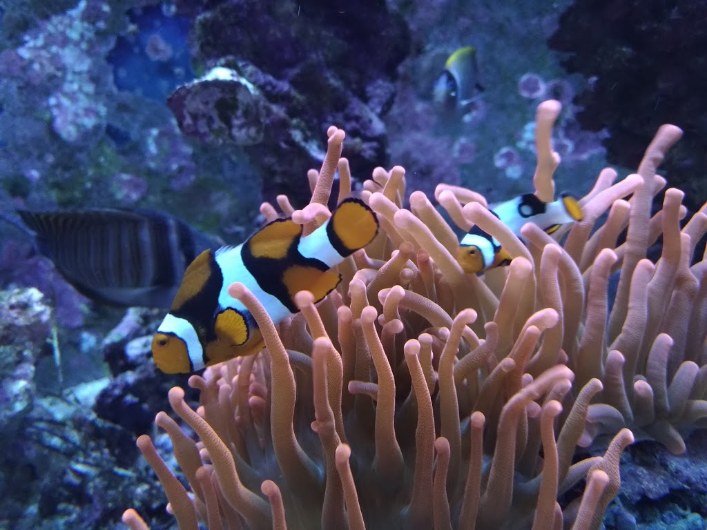 Peters Reef Pond | 463 Falconbridge Rd, Sudbury, ON P3A 3Z8, Canada | Phone: (705) 521-0050