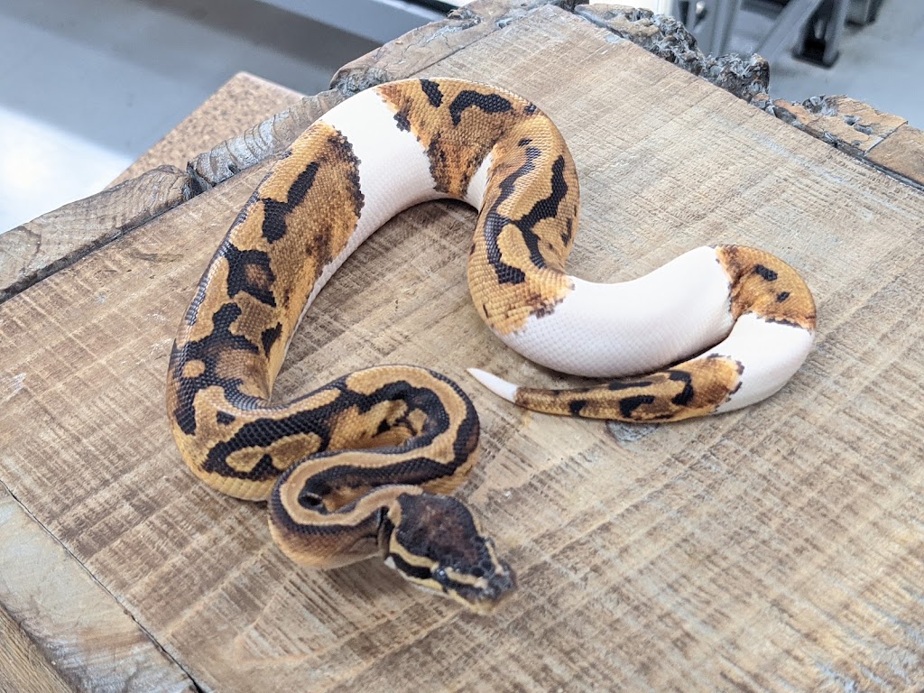 Monarch Reptiles | 100 Rue Kepler #14, Châteauguay, QC J6K 5E4, Canada | Phone: (450) 844-8401