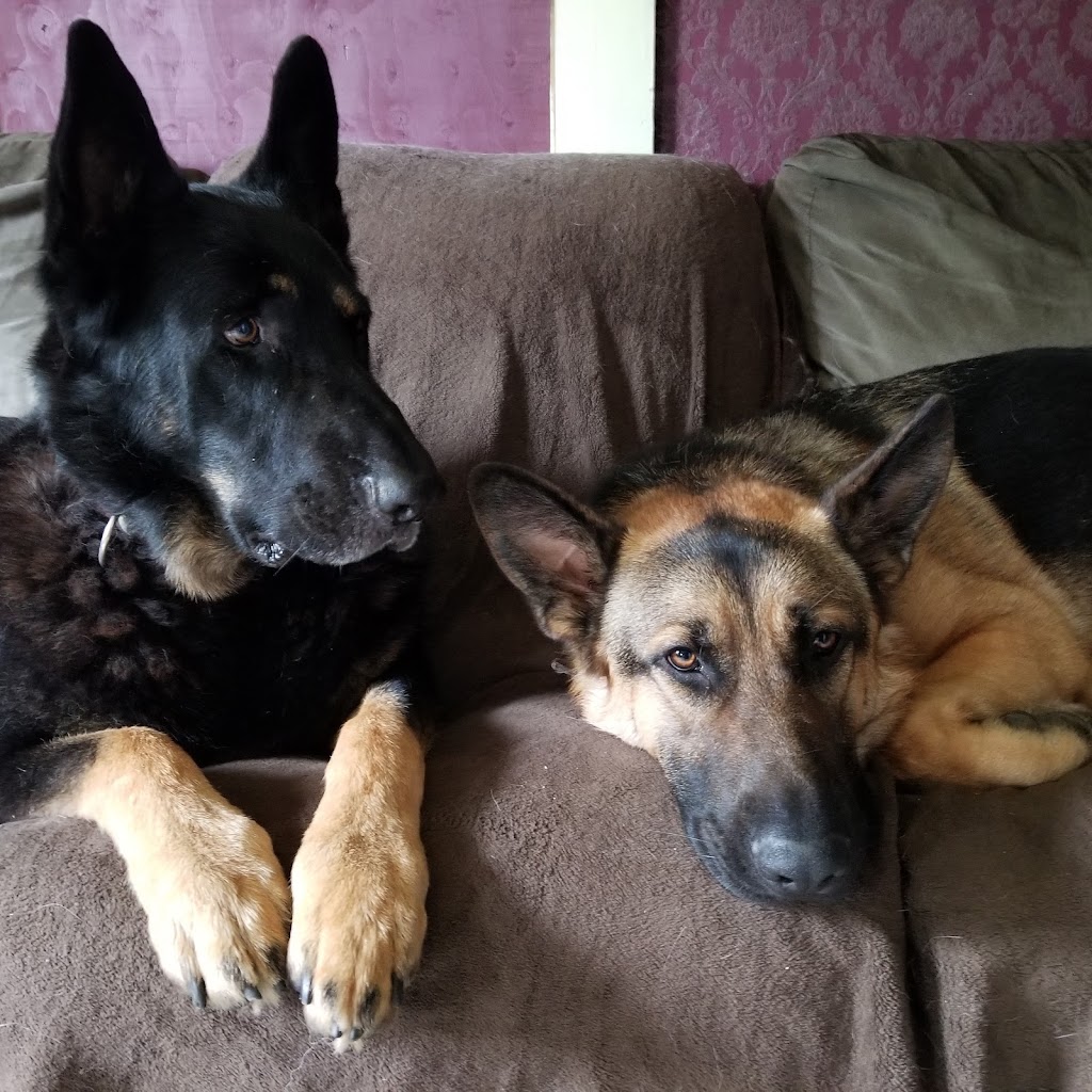 Wyndenfog Kennels | 7149 NS-207, Head of Chezzetcook, NS B0J 1N0, Canada | Phone: (902) 222-5134