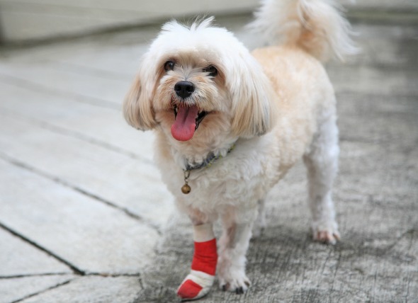 DELTA PET CARE | 5309 9 Ave, Delta, BC V4M 1V8, Canada | Phone: (604) 670-4171