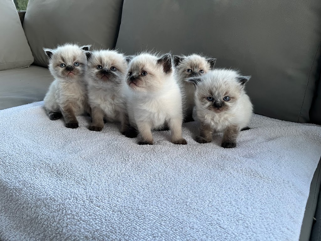 Woodside Kittens | 47920 Camp River Rd, Chilliwack, BC V4Z 0B6, Canada | Phone: (604) 991-8001
