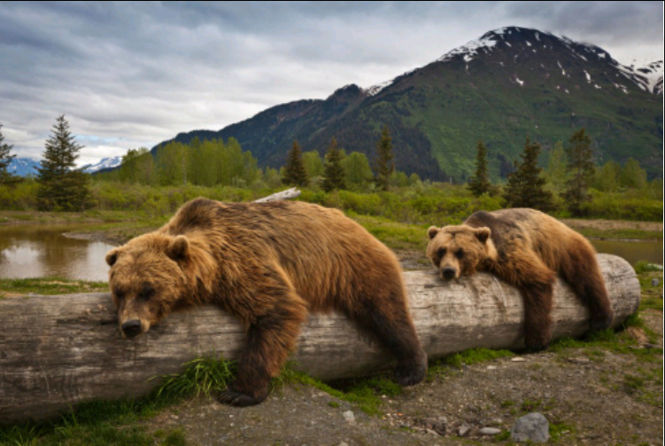 Baker-Snoqualmie National Forest | WA-542, Deming, WA 98244, USA | Phone: (800) 627-0062