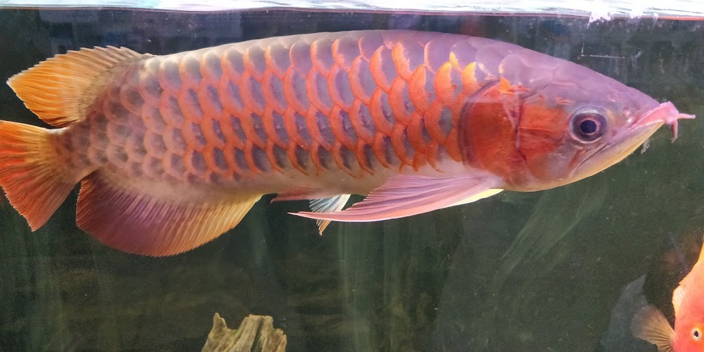 Aquapets | 680 Silver Star Blvd, Scarborough, ON M1V 5N1, Canada | Phone: (416) 292-1688