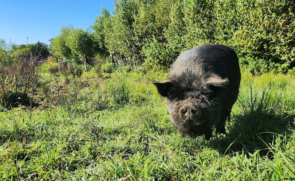 Heritage Life Farm | 1144 N Range Crossing Rd, Barton, NS B0W 1H0, Canada | Phone: (902) 972-1140
