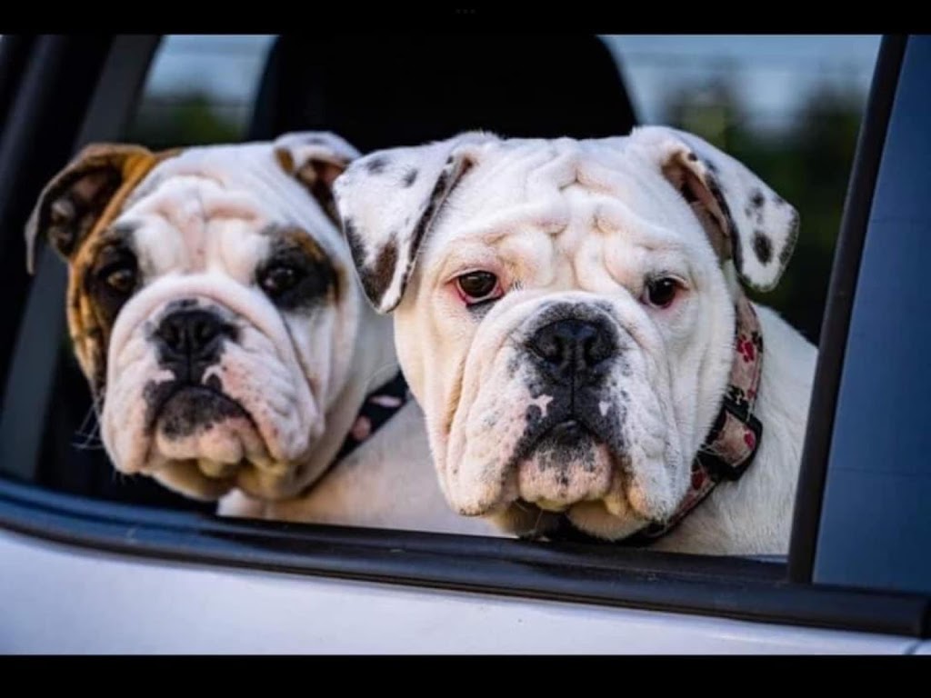 Majestic Island Bulldogs | 3041 Brackley Point Rd, Brackley Beach, PE C1E 2N8, Canada | Phone: (902) 672-1400