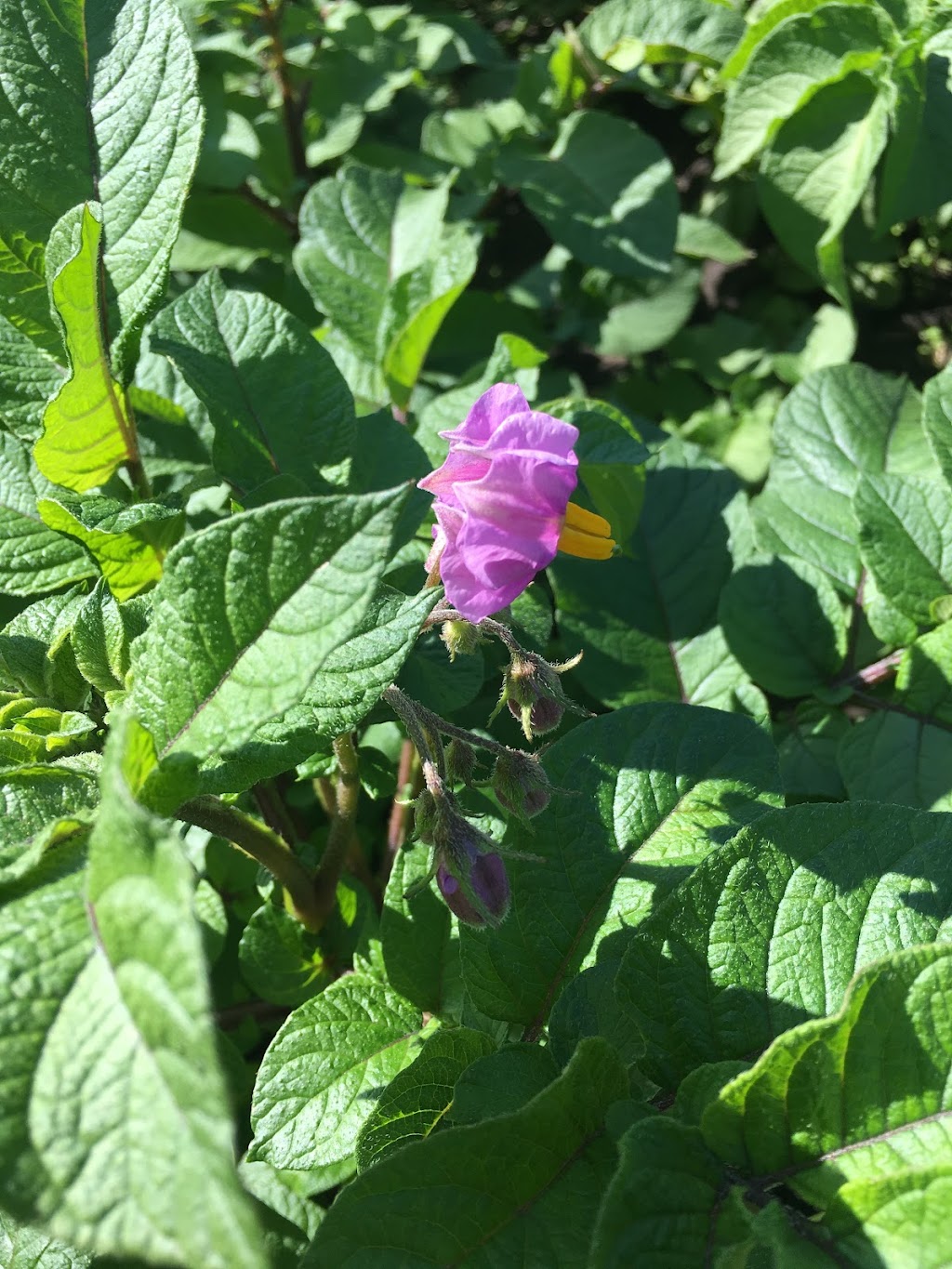 EarthApples Seed Potatoes | 4 Legend Trail, Stony Plain, AB T7Z 0B1, Canada | Phone: (780) 963-6708
