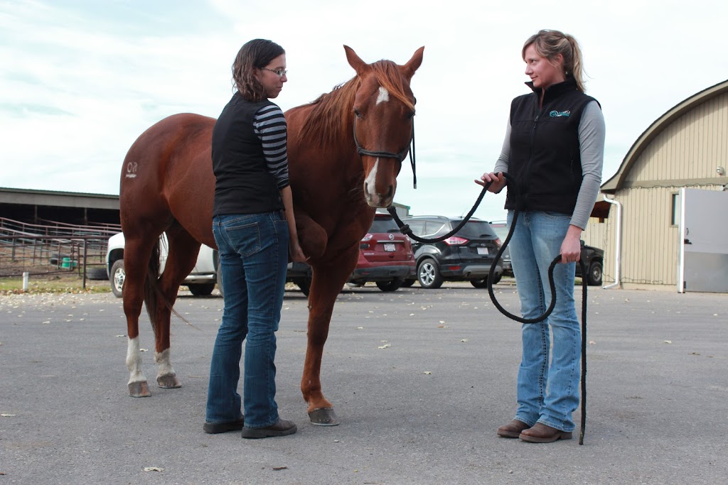 Burwash Equine Services | 252140, Range Rd 42, Calgary, AB T3Z 2J8, Canada | Phone: (403) 242-1913
