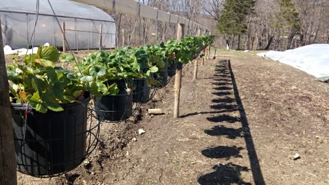 Ferme Capelton | 5195 QC-143, Waterville, QC J0B 3H0, Canada | Phone: (819) 481-0860