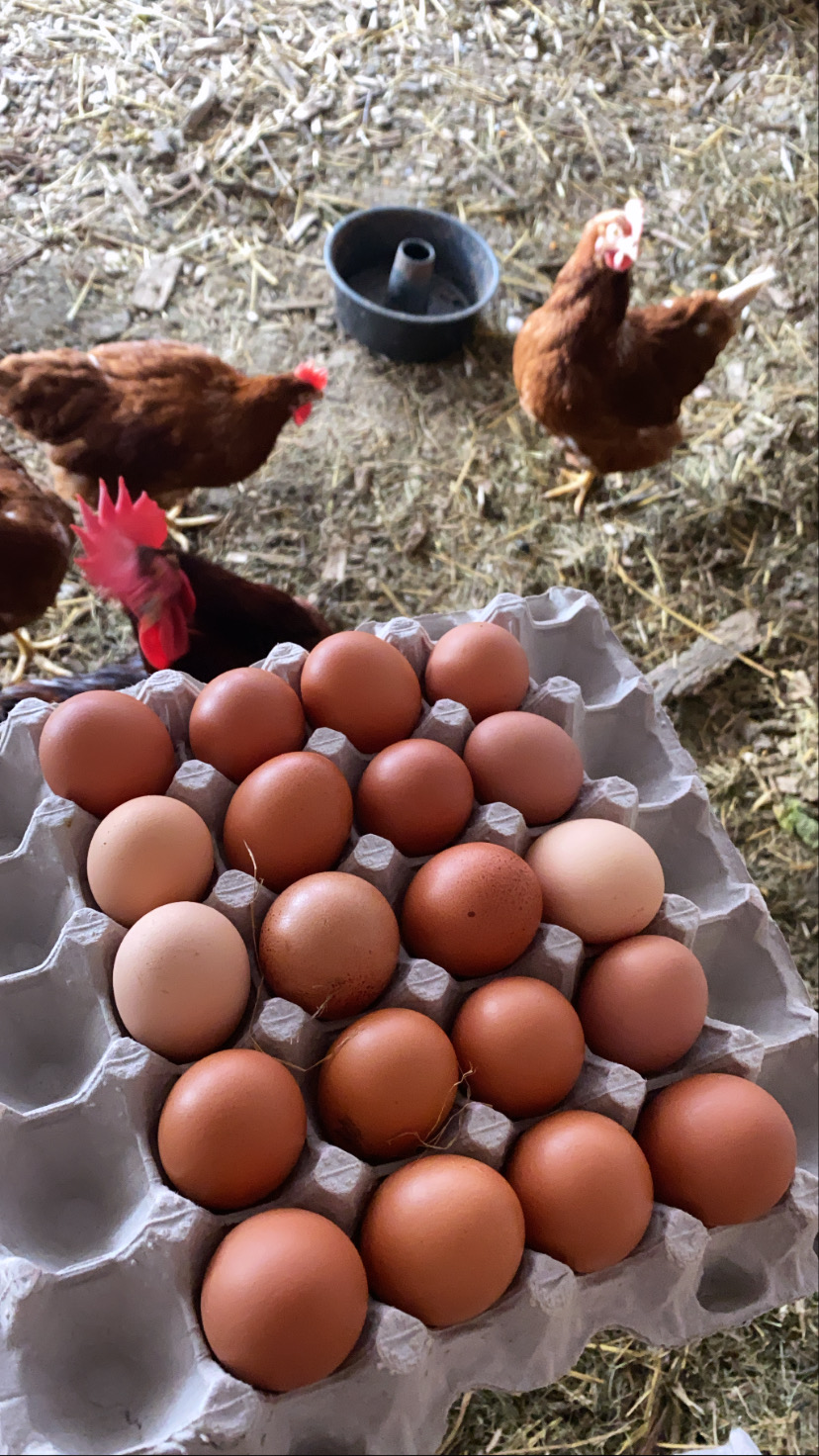Happy Farm Milton | 4316 Derry Rd, Burlington, ON L7M 0R5, Canada | Phone: (647) 868-1906