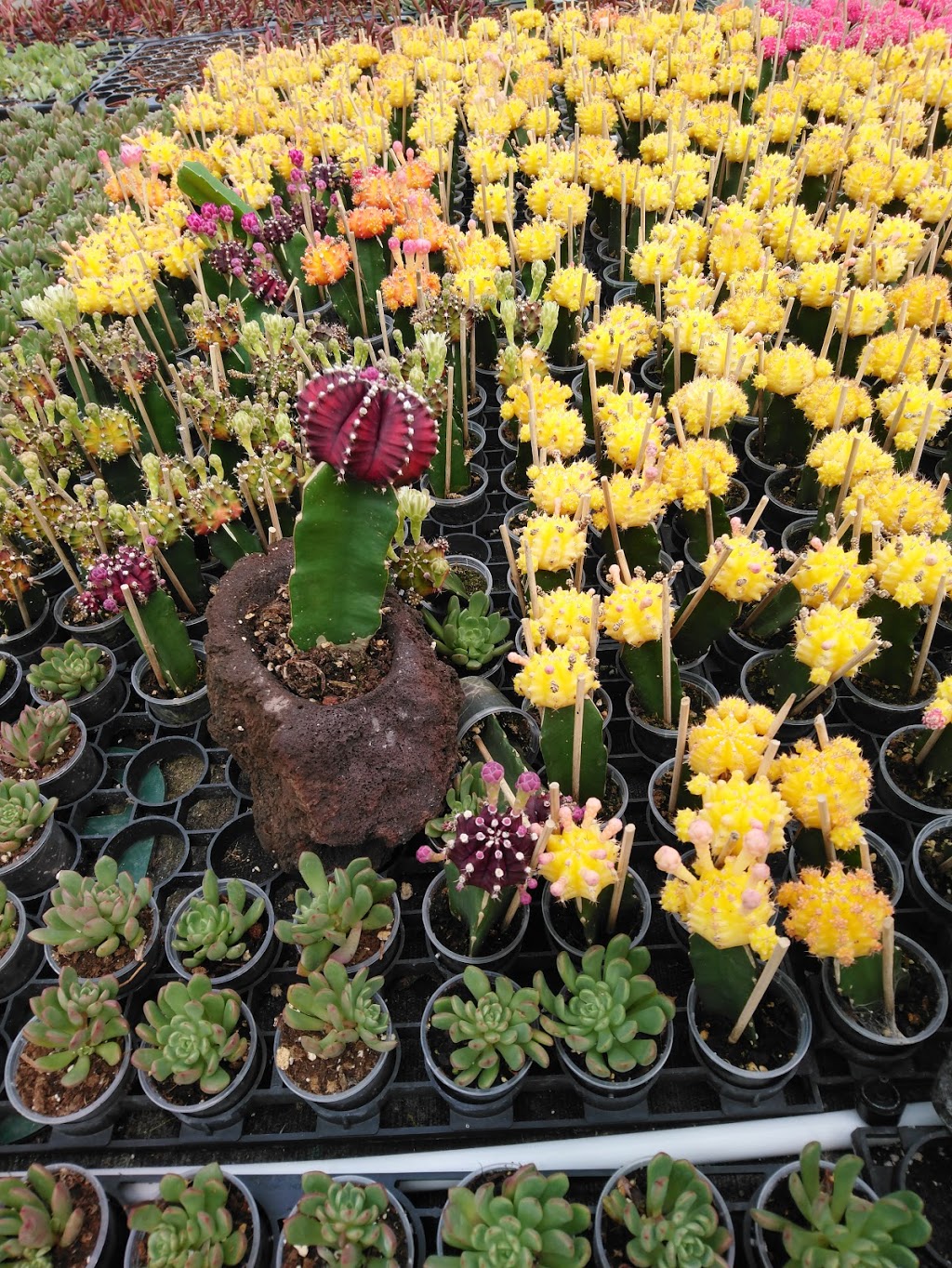 Floral Dimensions | 906 Hwy 20 W, Fenwick, ON L0S 1C0, Canada | Phone: (905) 892-4947