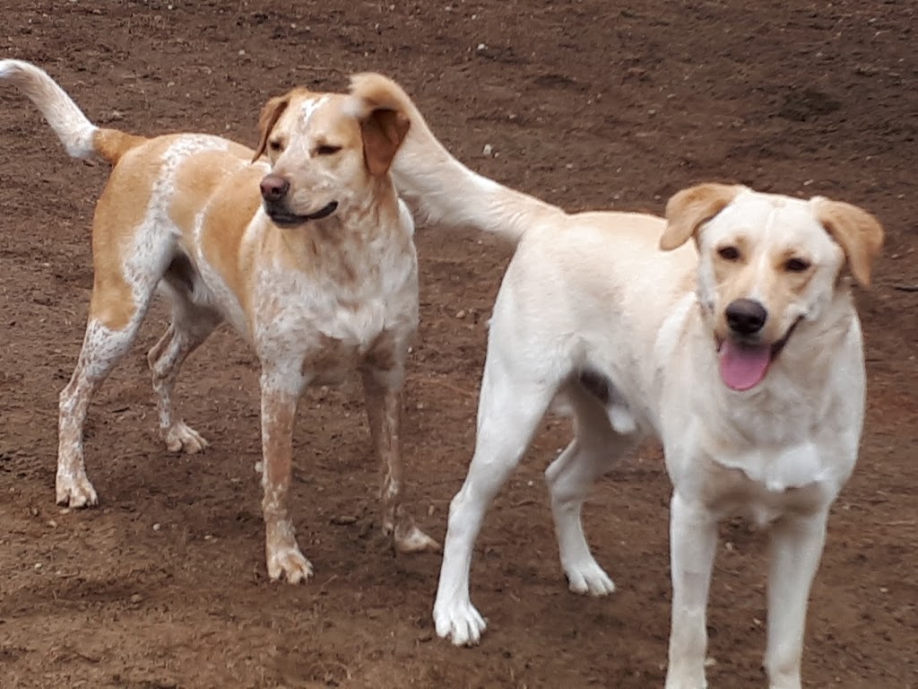 Birchview Dog Boarding | 1491 Windham Road 2, Scotland, ON N0E 1R0, Canada | Phone: (226) 387-3003