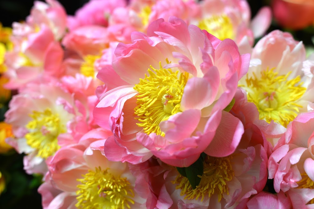 Westmount florist | 343 Chemin du Bord-du-Lac, Pointe-Claire, QC H9S 4L8, Canada | Phone: (514) 697-5858