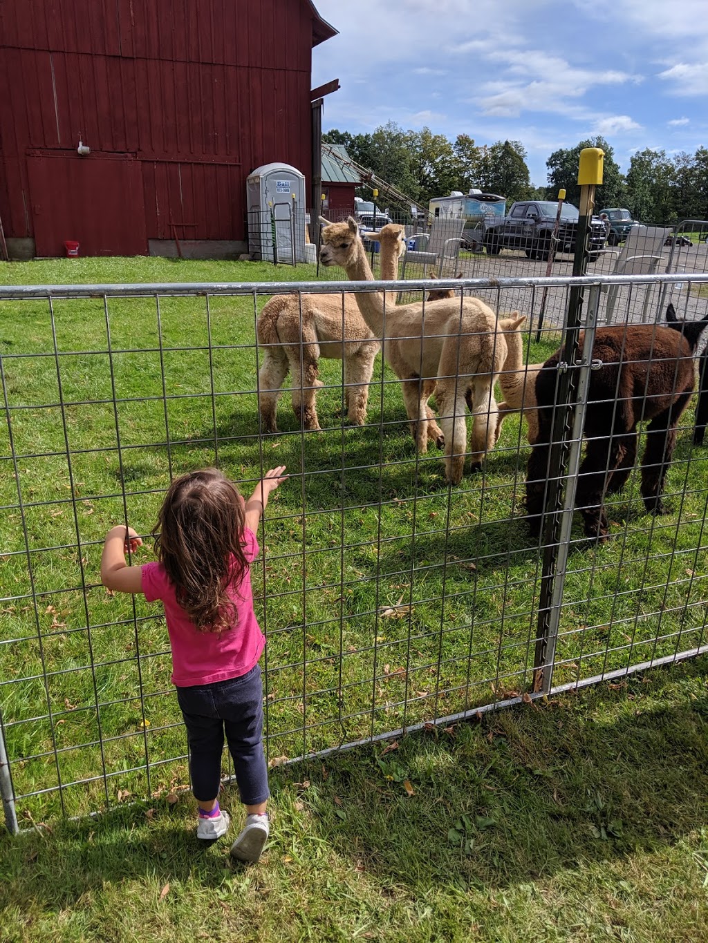 Thistle Creek Alpaca Farm | 1091 Ostrander Rd, East Aurora, NY 14052, USA | Phone: (716) 725-8238